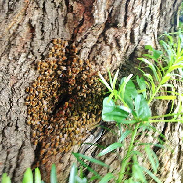 Bob Borson's Bee Hole