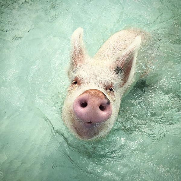 Exuma Swimming Pigs 01