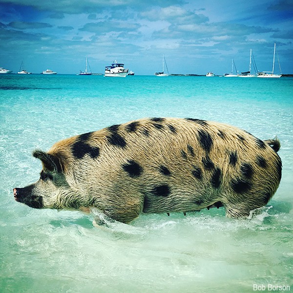 Exuma Swimming Pigs 02