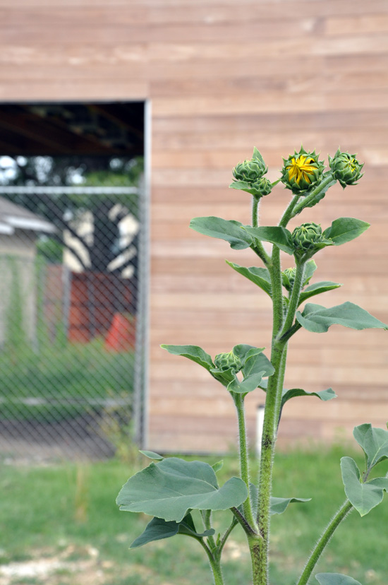 Modern House with sunflower