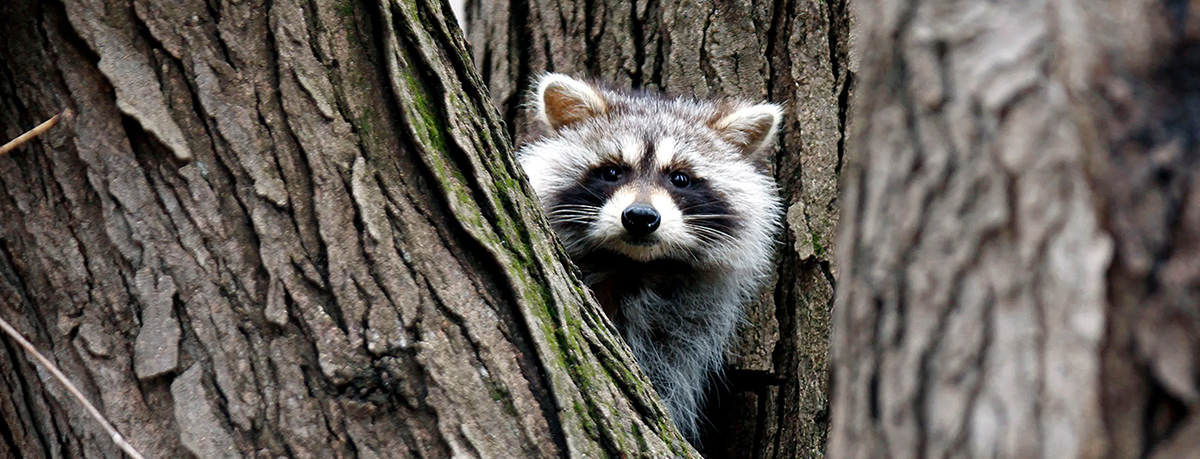 Raccoon - photo from AP